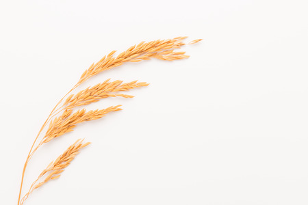 Paddy rice on white background. ears of paddy jasmine rice with copy spaceの写真素材