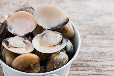 Fresh enamel venus shell (Meretrix lyrata) Meretrix is a genus of edible saltwater clams, marine bivalve molluscs in the family Veneridae, the Venus clams.の写真素材