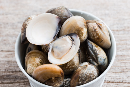 Fresh enamel venus shell (Meretrix lyrata) Meretrix is a genus of edible saltwater clams, marine...