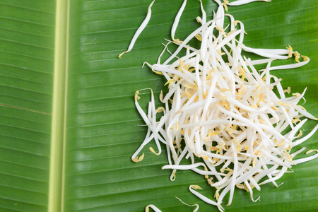 Bean sprouts on wooden backgroundの写真素材