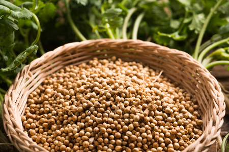 Coriander seeds and leaves fresh green cilantro on a wooden background , Food herbal aroma ingredient .の写真素材