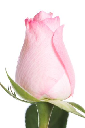 Pink Rose isolated on white backgroundの写真素材