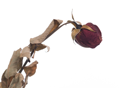 Dried flowers red rose isolated on white backgroundの写真素材