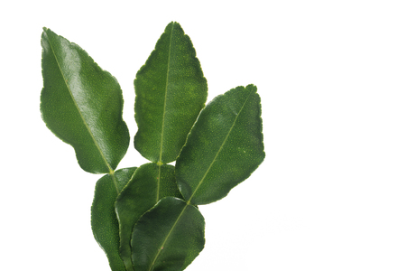 Green leaf, Bergamot leaf isolated on white backgroundの写真素材