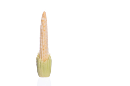 baby corn isolated on a white backgroundの写真素材
