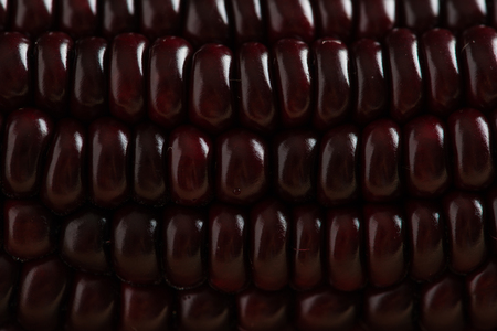 Fresh purple corn close up for backgroundの写真素材