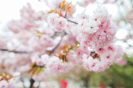 Sakura. Cherry White blossoms japan. Pink spring blossom for background.の写真素材