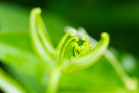 Green fern leaves and green backgroud