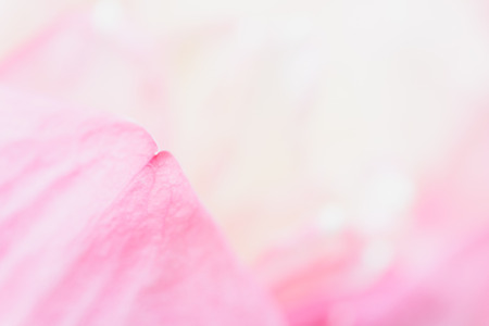 Sweet pastel color lotus in soft style for backgroundの写真素材