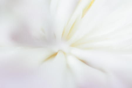 Sweet pastel color lotus in soft style for backgroundの写真素材