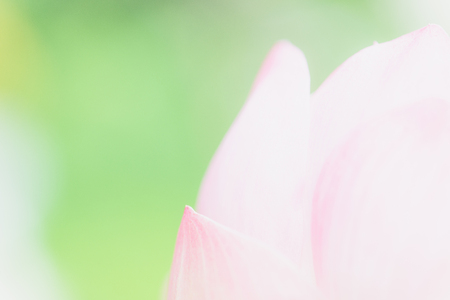 Sweet pastel color lotus in soft style for backgroundの写真素材