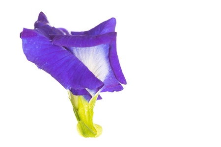 Butterfly pea flower isolated on white background.の写真素材
