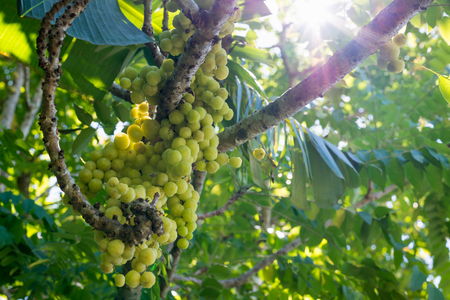 Star gooseberry or Phyllanthus acidus on tree.の写真素材