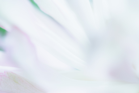 Sweet pastel color lotus in soft style for backgroundの写真素材