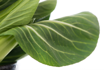 Pak Choy, fresh chinese cabbage isolated on white backgroundの写真素材
