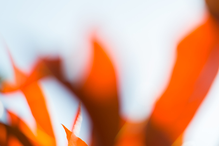 Abstract Blurred background of autumn red leaves , Autumn backgroundの写真素材