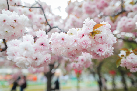 Sakura. Cherry White blossoms japan. Pink spring blossom for background.の写真素材