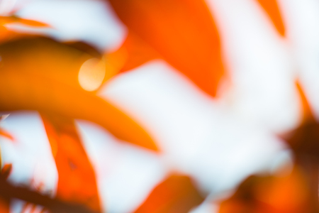 Abstract Blurred background of autumn red leaves , Autumn backgroundの写真素材