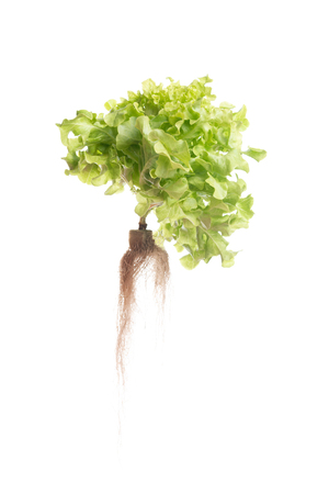 Green oak  lettuce isolated on white backgroundの写真素材