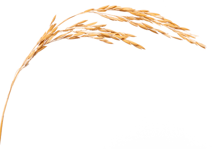 Paddy rice isolated on white background. ears of paddy jasmine rice with copy spaceの写真素材