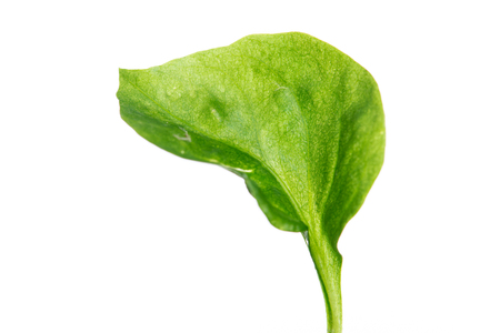 Fresh Watercress isolated on white backgroundの写真素材