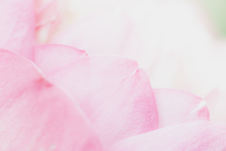 Sweet pastel color lotus in soft style for backgroundの写真素材