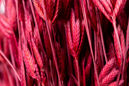 Dry color grass flower for interior decoration isolated on whiteの写真素材