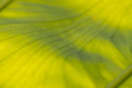 Abstract Green Of Babana Leaf For Backgroundの写真素材