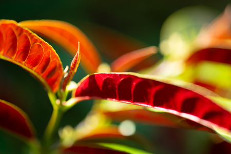 Green red leaf with blured background. abstract shotの写真素材