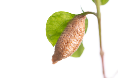 Brown pupa on green leaf isolated on white backgroundの写真素材