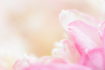 Sweet pastel color lotus in soft style for backgroundの写真素材
