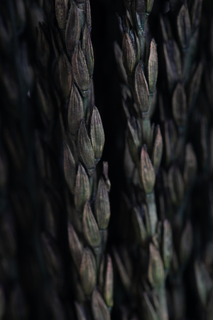 Dry color grass flower for interior decoration isolated on whiteの写真素材