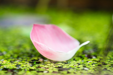 Soft focus pink lotus petal or flower's leaf on the pondの写真素材