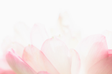 Sweet pastel color lotus in soft style for backgroundの写真素材