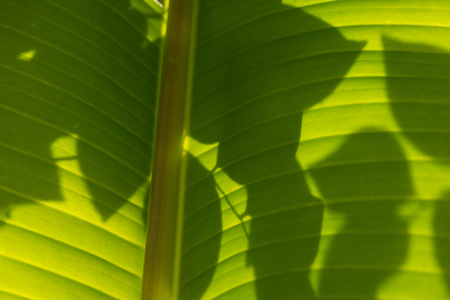 Abstract Green Of Babana Leaf For Backgroundの写真素材