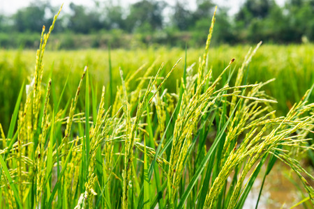 Golden Rice field in local area of Thailand on sunny dayの写真素材