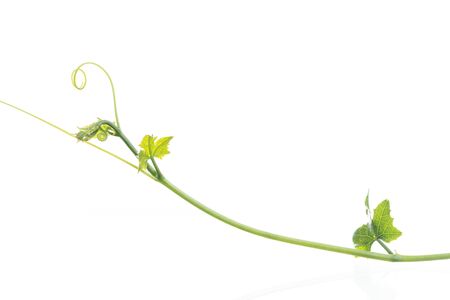 Coccinia grandis Voigt or Ivy gourd shoot isolated on white backgroundの写真素材