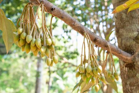 Image Of Durian flowers .The flowering stage of Durian. Pollination of Tropical fruit.の写真素材