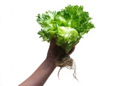 Fresh Frillice Iceberg Lettuce from hydroponic farm isolated on white background