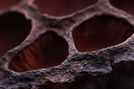 Dried lotus pods create a background pattern of texture/Dried lotus pods close upの写真素材