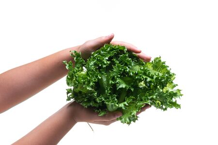 Fresh Frillice Iceberg Lettuce from hydroponic farm isolated on white backgroundの写真素材
