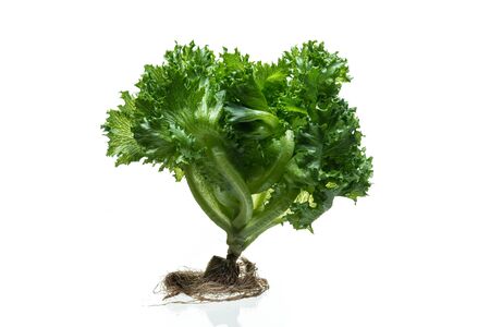 Fresh Frillice Iceberg Lettuce from hydroponic farm isolated on white background