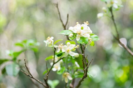 Small white flowers of pomelo fruit , pomelo flowerの写真素材