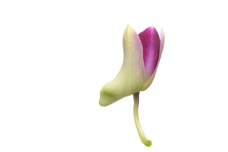 Purple White Orchid flowers blossom isolated on a white background.の写真素材