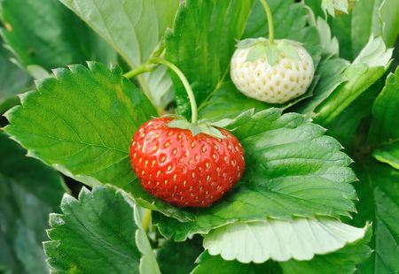 Fresh strawberries  on green leafの写真素材