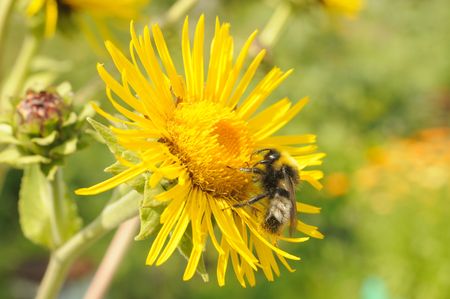 Bee on yellow flower, close-upの写真素材