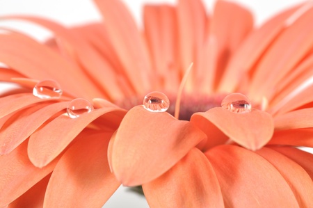 Water drops on a pink gerbera with reflaxion, macro shotの写真素材