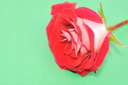Red rose on green background , micro shot の写真素材