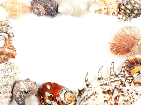 Frame from seashells over white, with copy space