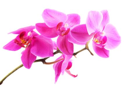 Orchid  flowers, close up, isolated on white backgroundの写真素材